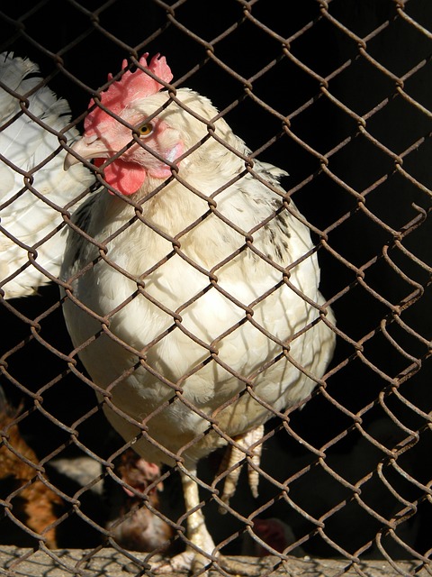 让人们纷纷 让人们纷纷